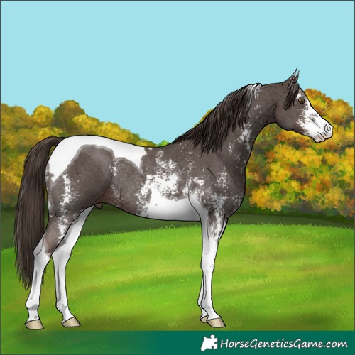 Horse Color:Liver Chestnut Sabino Tobiano Rabicano 