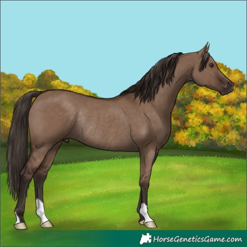 Horse Color:Liver Red Dun Rabicano 