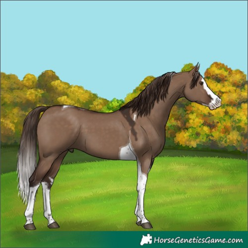 Horse Color:White Spotted Liver Red Dun Splash Tobiano 