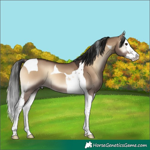 Horse Color:Liver Red Dun Onyx Splash Tobiano 