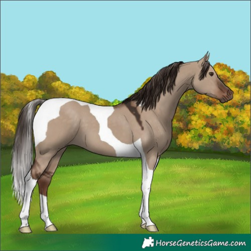Horse Color:Liver Red Dun Tobiano 
