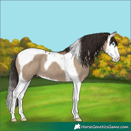 Horse Color:Liver Red Dun Splash Tobiano 