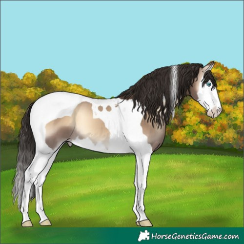 Horse Color:Liver Red Dun Onyx Splash Tobiano 
