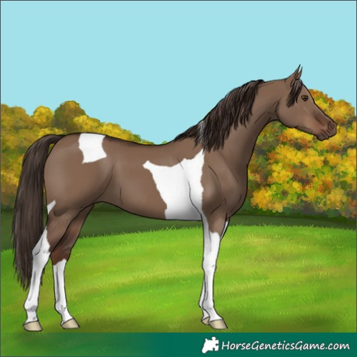 Horse Color:Liver Red Dun Tobiano 