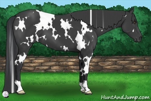 Horse Color:White Spotted Black