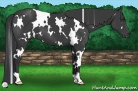 Horse Color:White Spotted Black 
