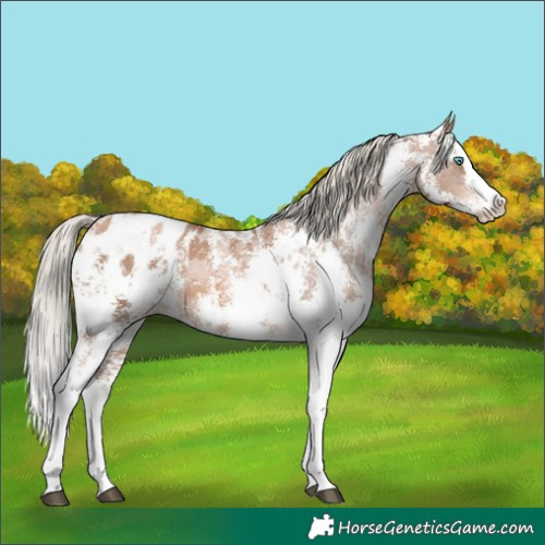 Horse Color:Liver Chestnut Pearl Sabino Splash Blanket 