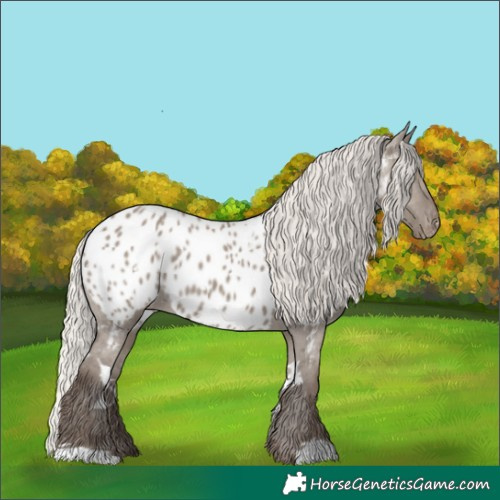 Horse Color:White Spotted Silver Grullo Near Leopard Rabicano 