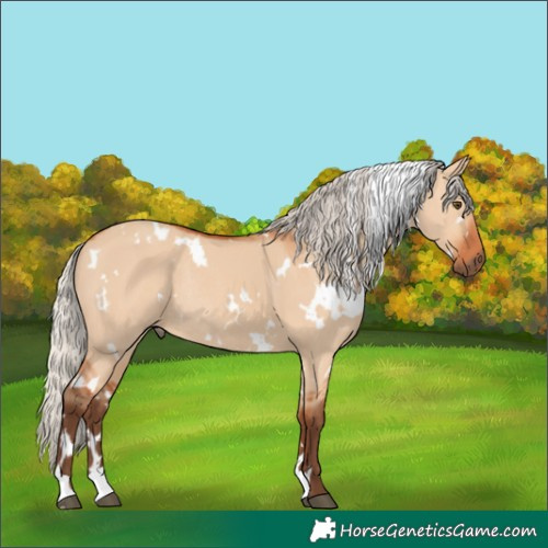 Horse Color:White Spotted Silver Bay Dun Rabicano 