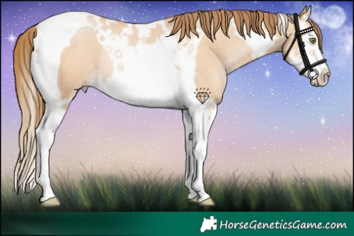 Horse Color:Bay Pearl Dun Splash Tobiano Rabicano 