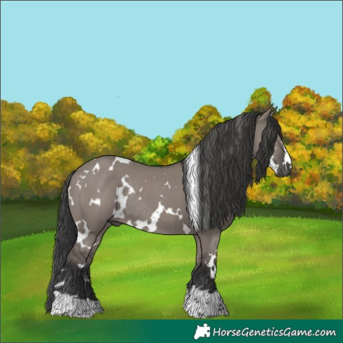 Horse Color:White Spotted Grullo Rabicano 