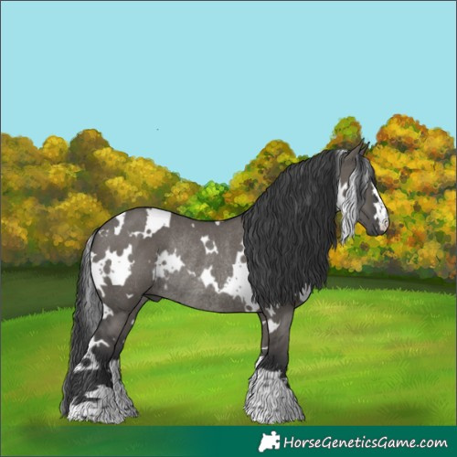 Horse Color:White Spotted Grullo Rabicano 
