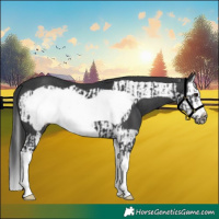 Horse Color:Black Splash Frame and Black Splash Frame