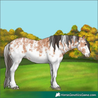 Horse Color:Bay Sabino