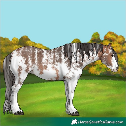 Horse Color:Bay Sabino 