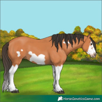 Horse Color:Bay Splash Frame
