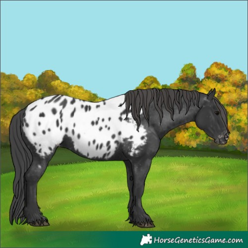 Horse Color:Black Near Leopard 