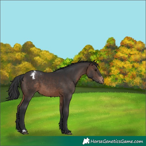 Horse Color:Brown Appaloosa