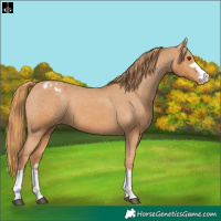 Horse Color:Chestnut Appaloosa 