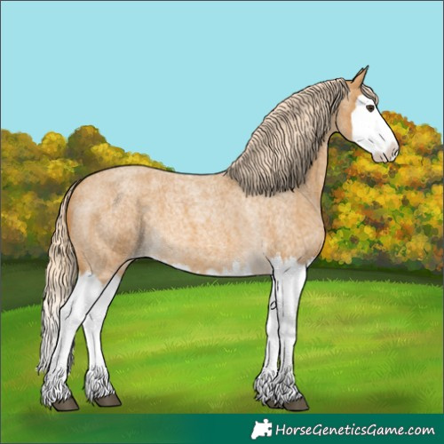 Horse Color:Palomino Roan Splash