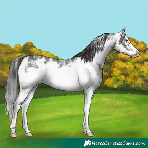 Horse Color:Liver Chestnut Sabino Frame Blanket 