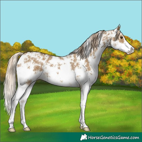 Horse Color:Chocolate Palomino Dun Sabino 