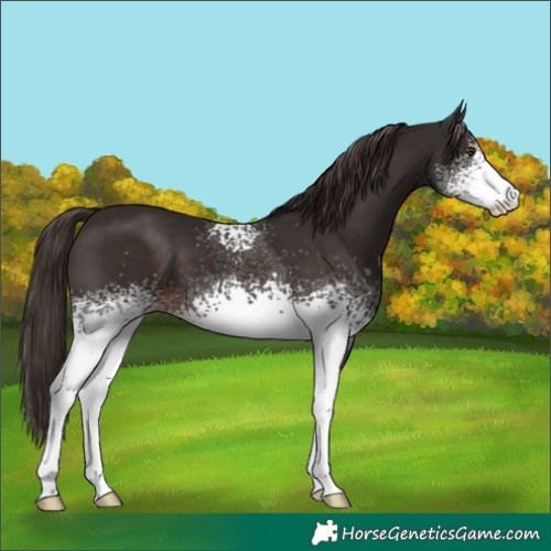 Horse Color:White Spotted Liver Chestnut 