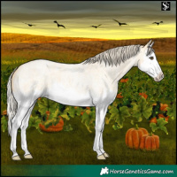Horse Color:Palomino Roan Dun Splash 