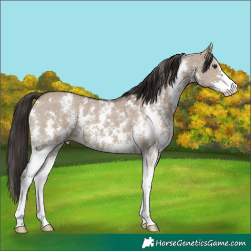 Horse Color:Liver Red Dun Sabino 