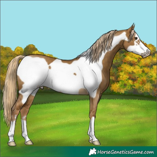 Horse Color:Chocolate Palomino Dun Frame 