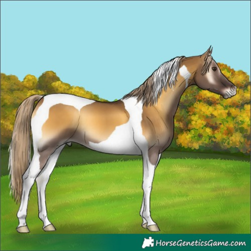 Horse Color:Chocolate Palomino Onyx Tobiano 