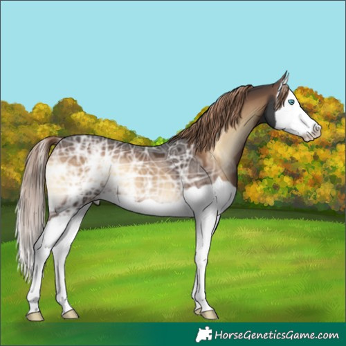 Horse Color:Liver Red Onyx Ice Splash 