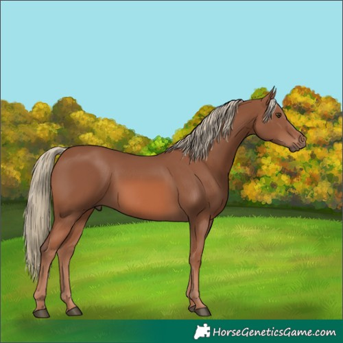 Horse Color:Chestnut Mushroom 