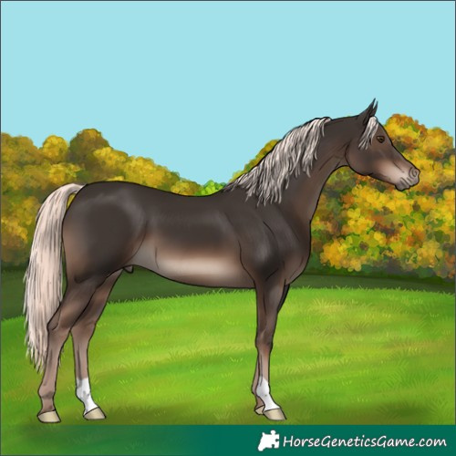 Horse Color:Liver Chestnut Mushroom 