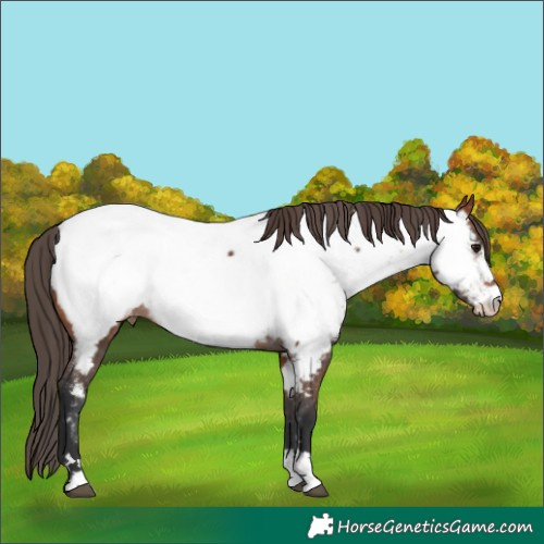 Horse Color:Bay Appaloosa