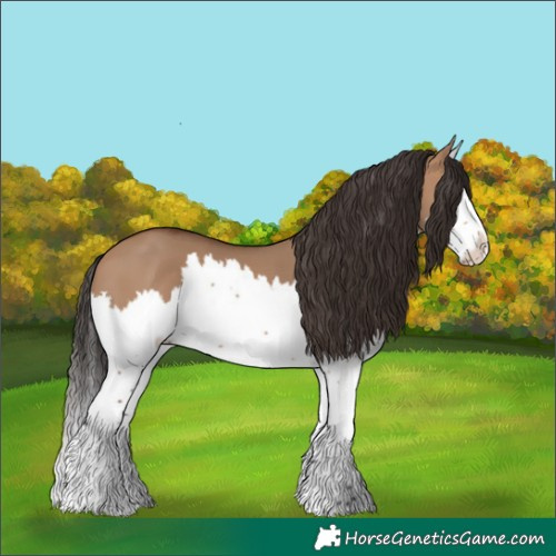 Horse Color:White Spotted Bay Dun Splash 