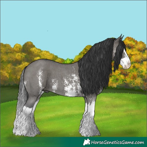 Horse Color:Grullo Sabino Splash 