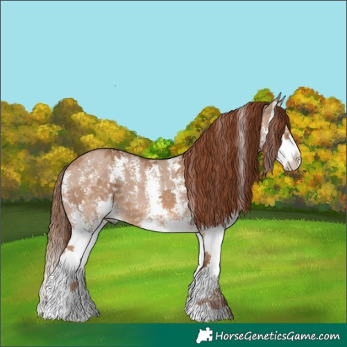 Horse Color:Red Dun Sabino Splash 
