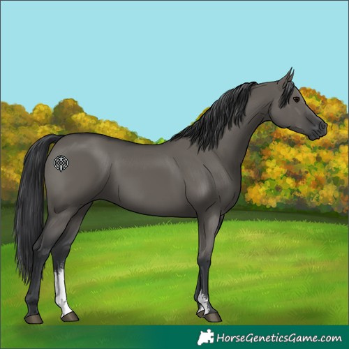 Horse Color:Grullo Sabino Rabicano 