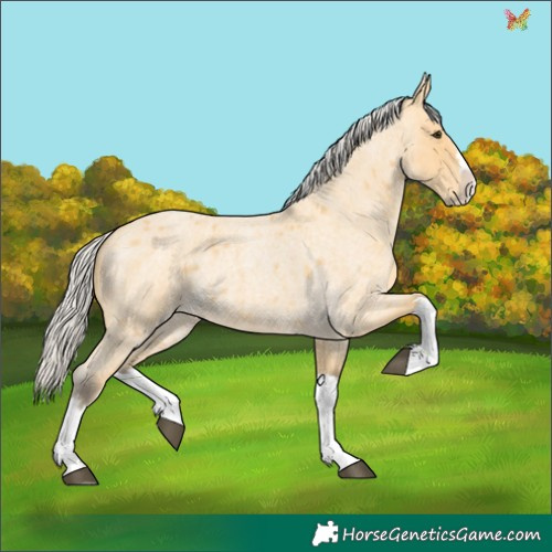 Horse Color:Silver Buckskin Roan Splash 