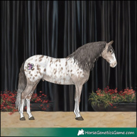 Horse Color:Liver Red Dun Sabino Splash Appaloosa  and Liver Red Dun Sabino Splash Appaloosa 