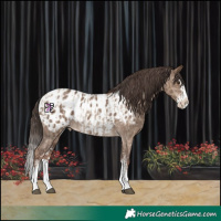 Horse Color:Liver Red Dun Sabino Splash Appaloosa and Liver Red Dun Sabino Splash Appaloosa