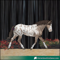 Horse Color:Liver Red Dun Sabino Splash Blanket and Liver Red Dun Sabino Splash Blanket