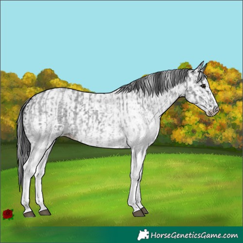 Horse Color:White Spotted Blue Roan Rabicano and White Spotted Black Rabicano