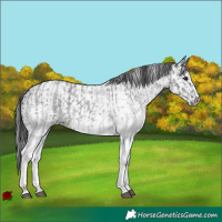 Horse Color:White Spotted Blue Roan Rabicano  and White Spotted Black Rabicano 