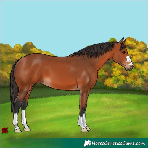 Horse Color:Bay 