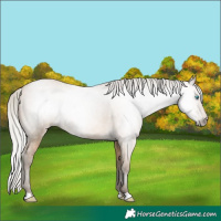 Horse Color:Gray Silver Buckskin Pearl