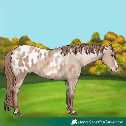 Horse Color:Red Dun Blanket  and Red Dun Splash Blanket 