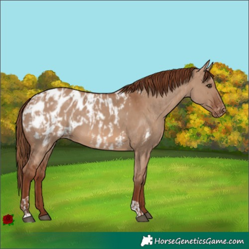 Horse Color:Red Dun Appaloosa  and Red Dun Appaloosa 