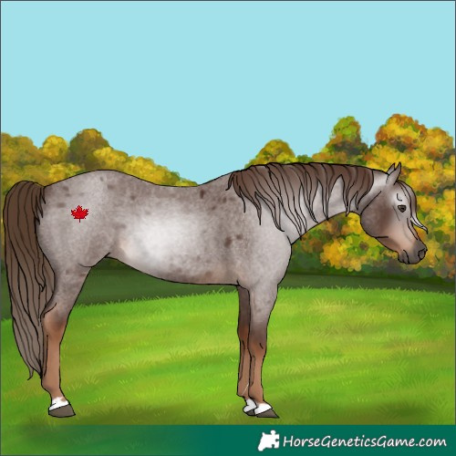 Horse Color:Gray Red Roan 